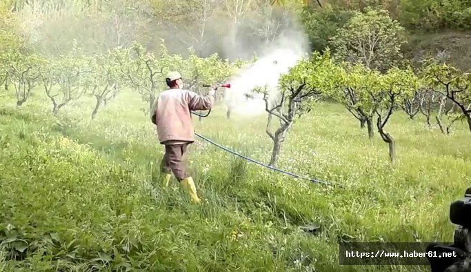  Fındık bahçesini ilaçlarken zehirlendi