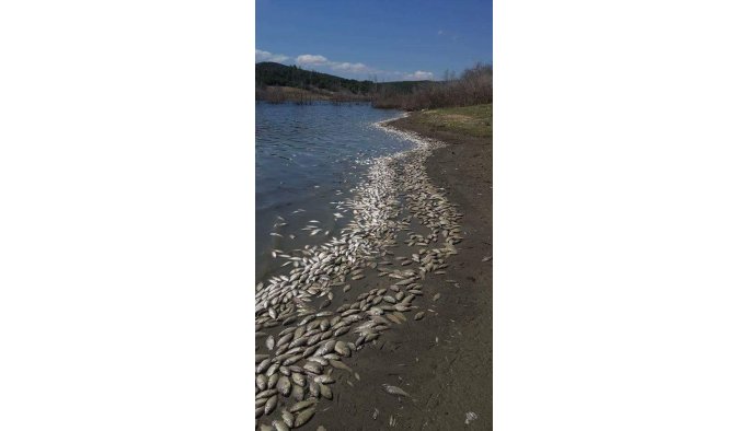 Binlerce ölü balık karaya vurdu