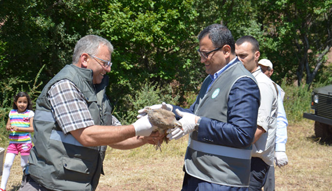 25 bin kınalı keklik doğaya salındı