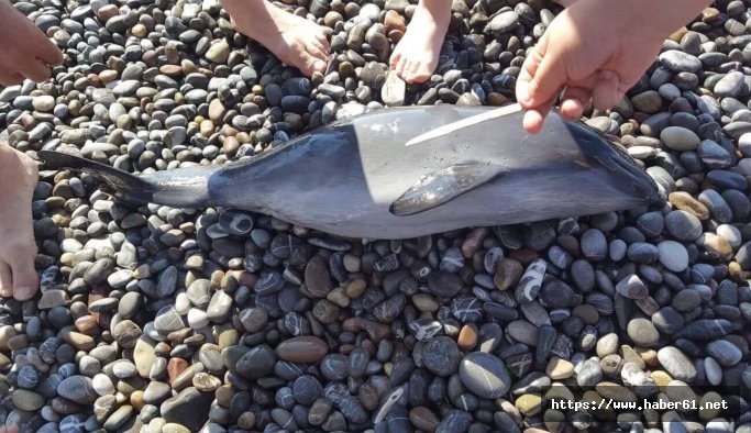 Yavru yunus Karadeniz sahiline vurdu