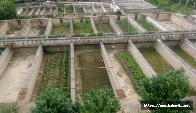 Trabzon'da balıkçılığın son hali: Alabalık havuzlarında fasulye yetişiyor
