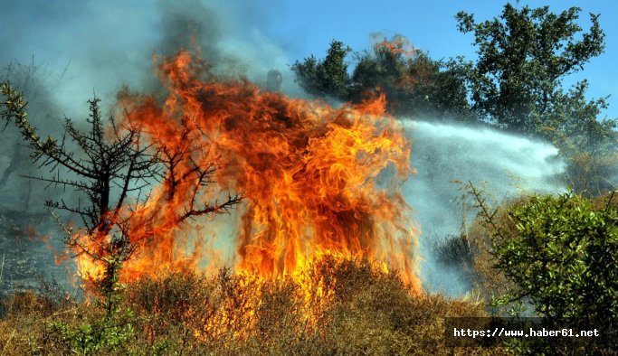 Bodrum'da yine yangın çıktı