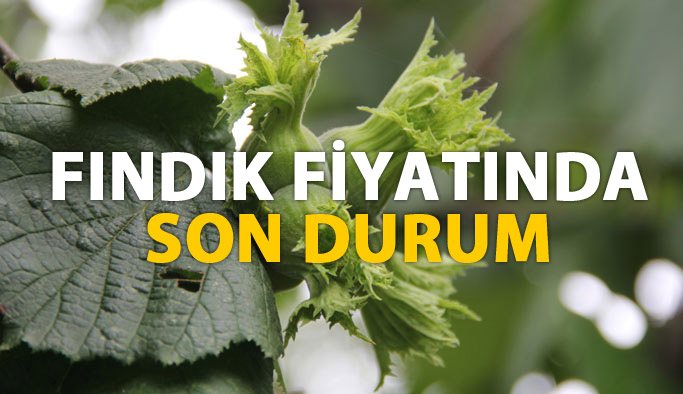Fındık fiyatları ne kadar? Fındık fiyatında son durum 10 Temmuz