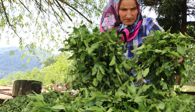 Rize'de çay hasadı başladı