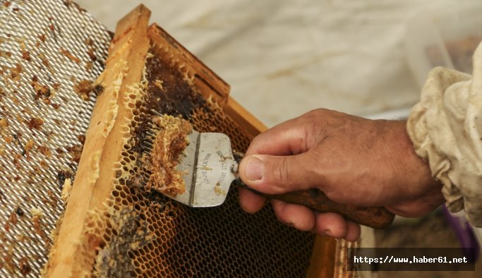 Kestane balında rekolte arttı, üretici sevindi