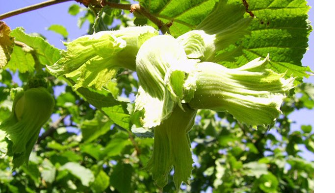 Fındık bahçelerinde eğitim verilecek