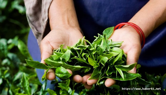Karadeniz çayı kutsal topraklara açılıyor