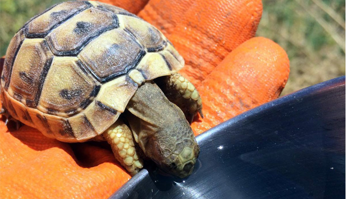 Susayan kaplumbağaya kendi bardağından su içirdi