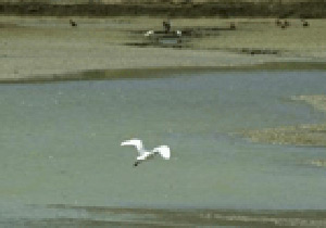Kurandaki cennet Türkiye mi?