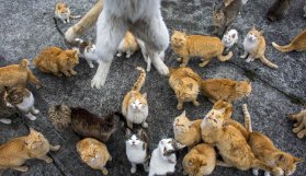 ABD'de "seri kedi katiline" 16 yıl hapis cezası!