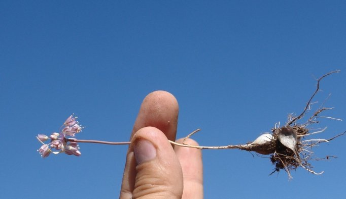 Yeni bir bitki türü keşfedildi