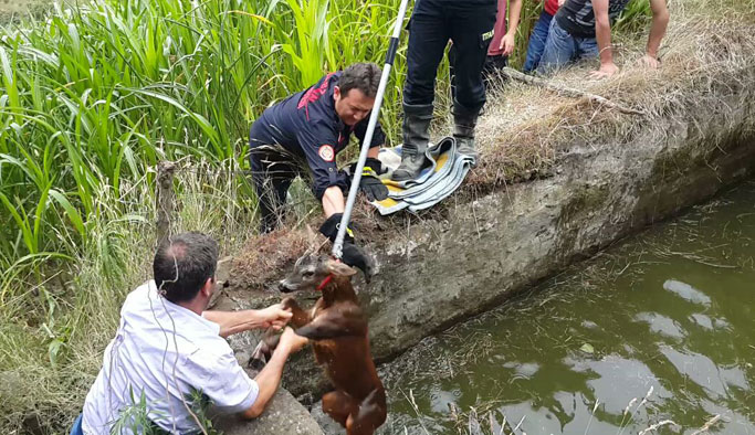 Trabzon'da Karaca operasyonu
