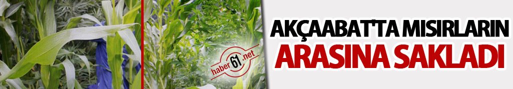 Akçaabat'ta mısır tarlasını esrar tarlasına çevirdi