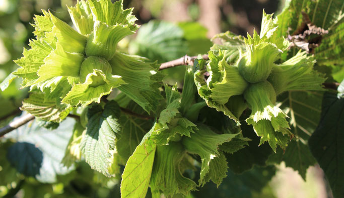 "Fındıkta rekolte yüksekliği üretici için avantaj"
