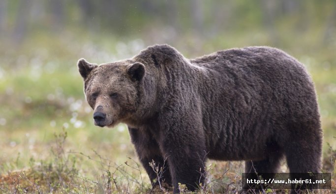 Sokağa inen ayı belediyeyi alarma geçirdi