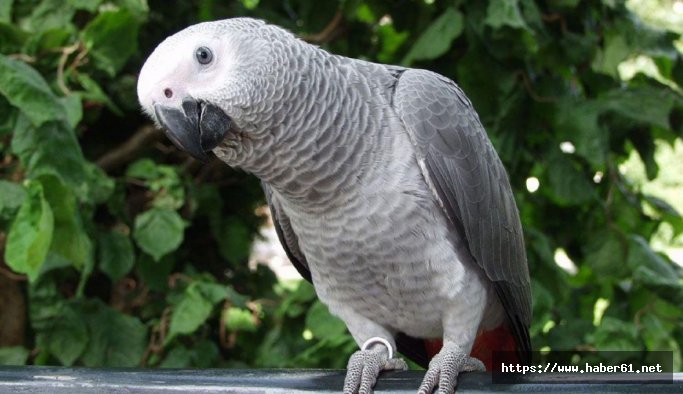 Papağanın tanık olduğu cinayette karar verildi