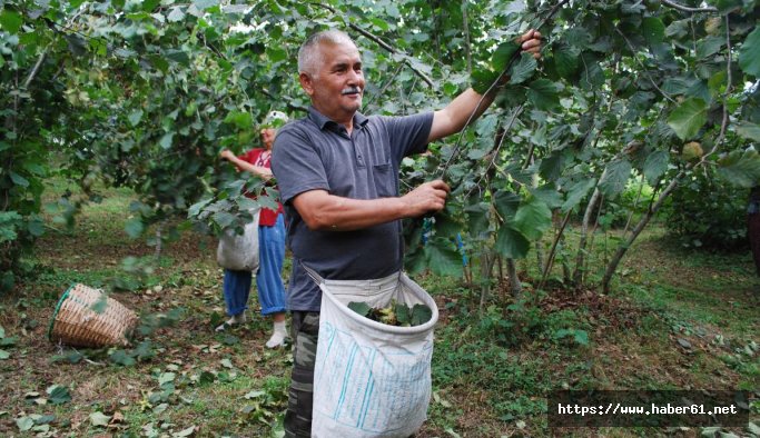 Trabzon'da fındık hasadı tarihleri açıklandı