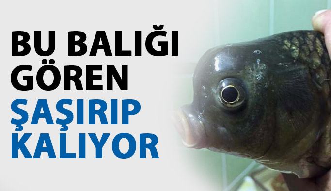 Bu balığı gören şaşırıp kaldı
