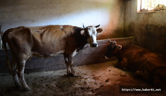 Şarbon virüsü hortladı!