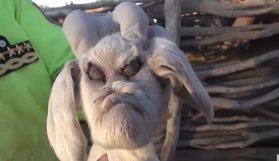 İnsan yüzlü keçi şok etti!