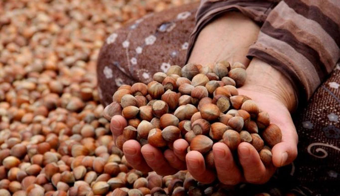 Trabzon'da ihracatın lideri fındık