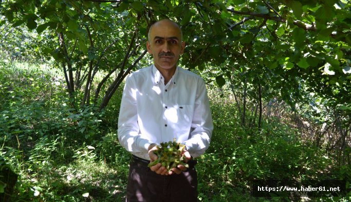 Fındık üreticisinde erken hayal kırıklığı
