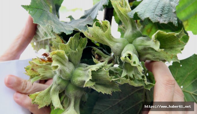 Fındıkta yeni çeşitler çotanaklaştı