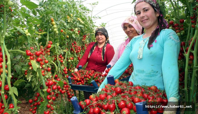 Mersin'in çeri domatesi kazandırıyor