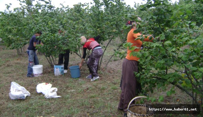 Fındık üreticisinin umudu dökülüyor