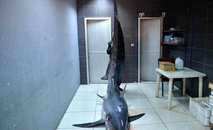 Mersin'de yakalandı...6 metre!