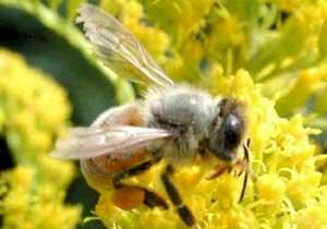 Küçük Ali Arıların Kurbanı