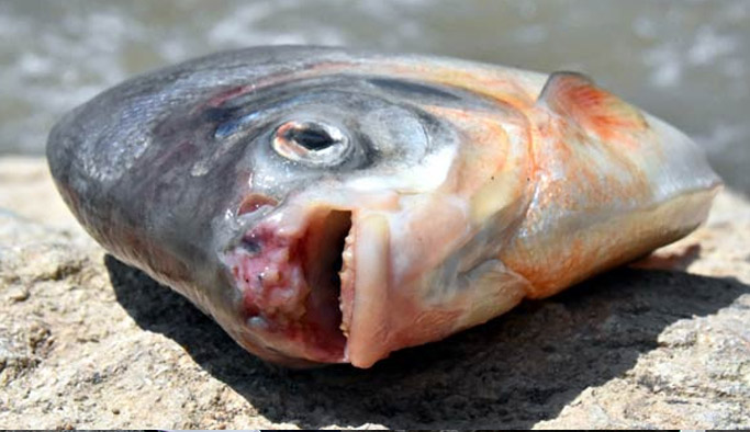 Görenler şaştı kaldı! Türkiye'de pirana yakalandı!