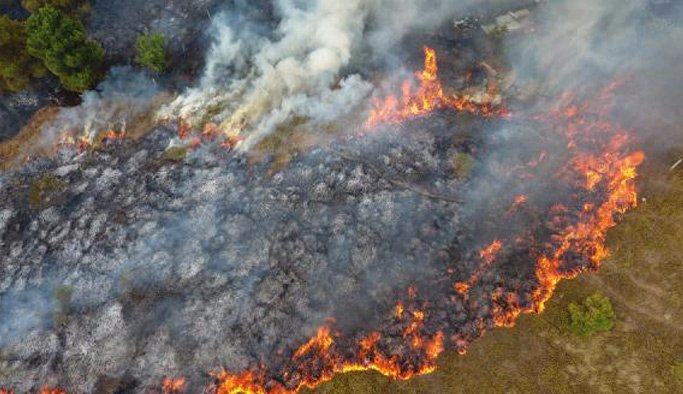 Sinop'ta orman yangını