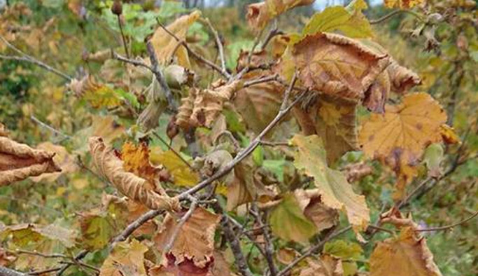 Sıcaklar fındığı vurdu