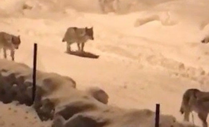 Kurtlar açlıktan köye indi!