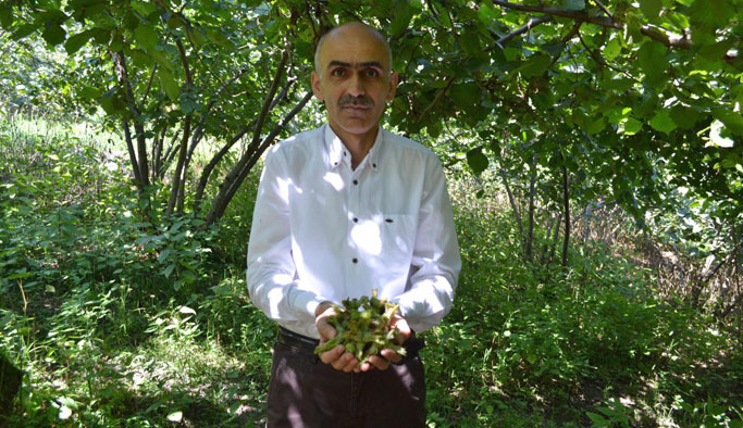 Fındık rekoltesi yeniden belirlenmeli