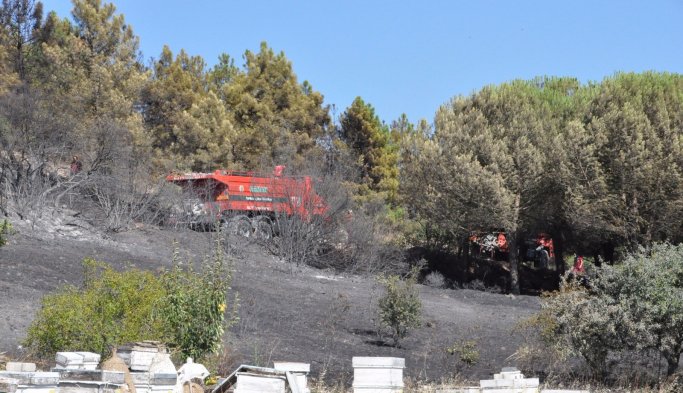 Arıları uzaklaştırmak istedi ormanı yaktı