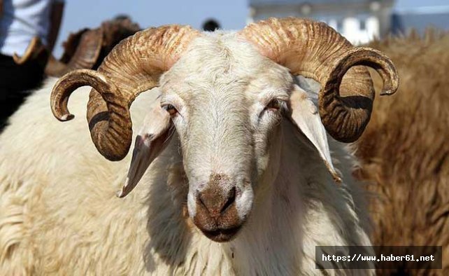 2017 kurbanlık fiyatları açıklandı - 2017 kurban fiyatı ne kadar