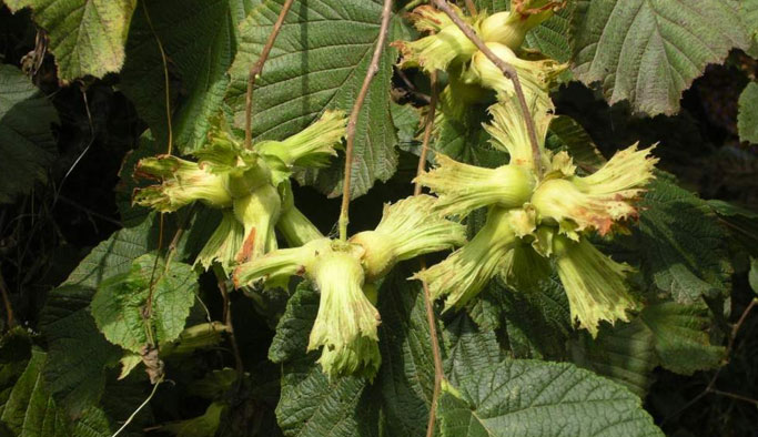 Hasat öncesi, fındık üreticisine uyarı