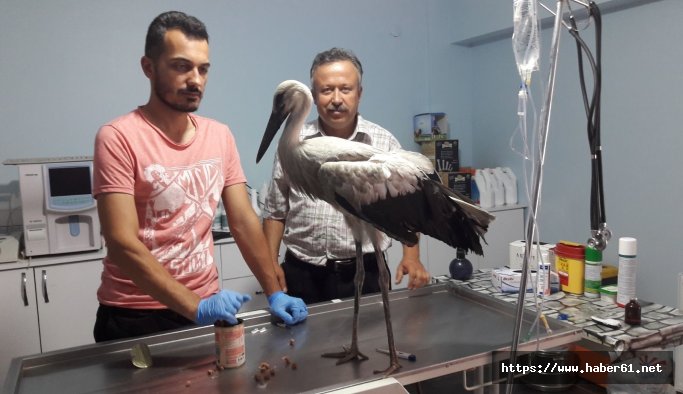 Yaralı leyleğe doktor şefkati