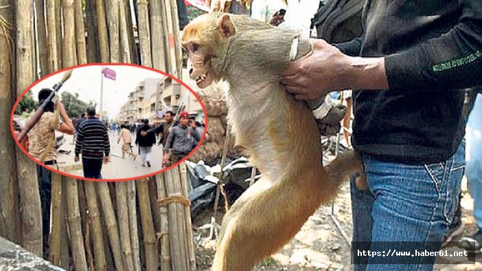 Maymun istilasına askerli koruma