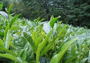 Çay Fabrikasına Son Uyarı