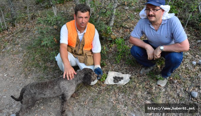 Kralların yiyeceğini Arthur buldu