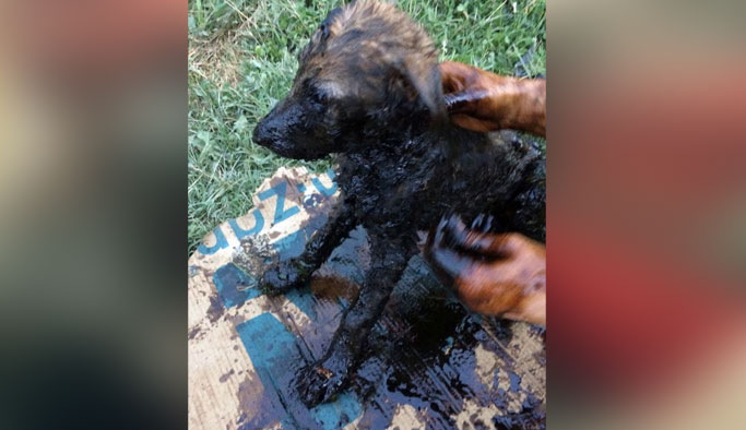 Zifte bulanan yavru köpeklere zorlu operasyon