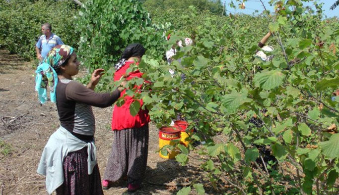 Oda Başkanı'ndan çıkış: Fındığı yabancılar toplamasın