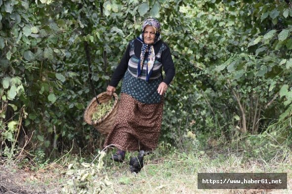 Trabzon'da fındık hasadı başladı