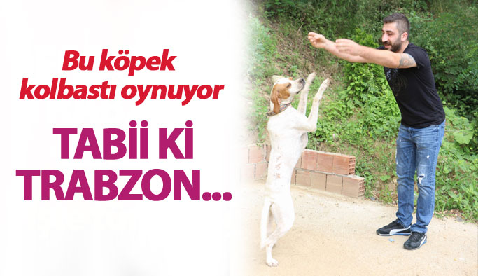 Trabzon'da bu köpek kolbastı oynuyor!
