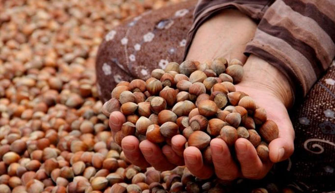 Fındık üreticisinin gözü TMO'da