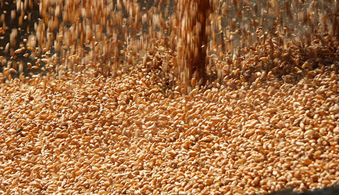 Türkiye, buğday tohumu ithal etmeye başlıyor