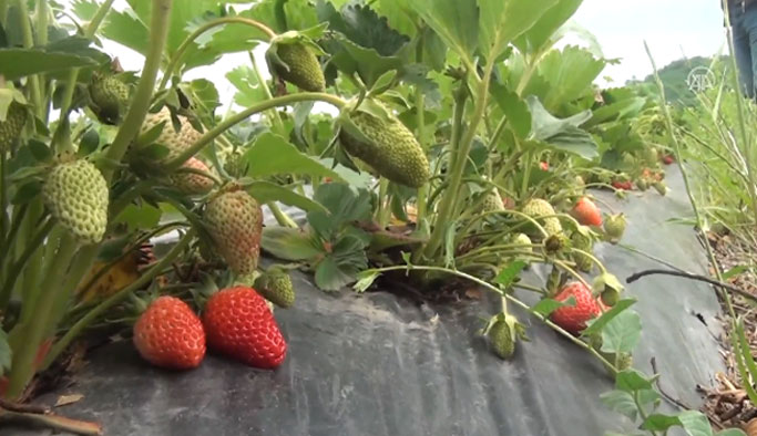 Çöplüğü çilek bahçesine dönüştürdüler